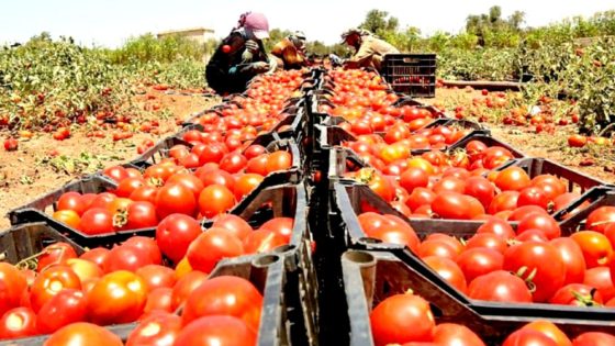 تراجع أسعار الطماطم في الأسواق المغربية