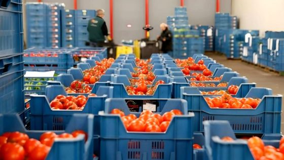 الطماطم المغربية تسجل 32 ألف طن و52.5 مليون يورو في السوق الإسبانية